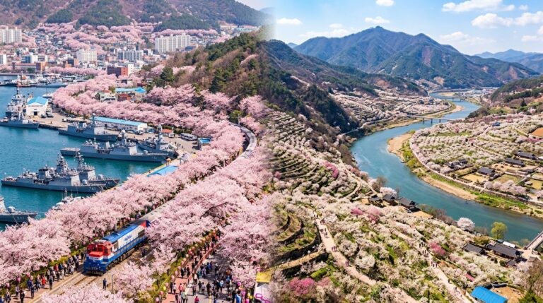 진해 군항제 벚꽃 풍경,광양 매화마을 전경